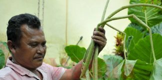 keladi beracun