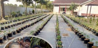 Cuma Tanam Cili Cara Fertigasi Di Sekolah, Guru Ini Dapat Pulangan Cecah RM11 Ribu