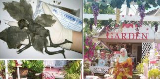 "Mentadak Itu Serupa Manusia, Matanya Berkedip Memandangku” Terkejut Wanita Ini Jumpa ‘Pari Pari' Ketika Bersih Laman