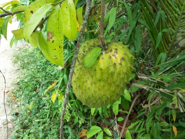Khasiat Durian Belanda Untuk Buah Pinggang Punyalah Banyak Khasiat Durian Belanda, Patutlah Ramai Yang Suka & Cari