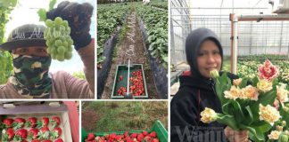 Wanita Ini Dedah Hakikat Sebenar, 3 Tahun Pengalaman Menjadi Pekerja Ladang Di Australia