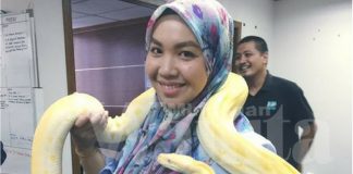 Hebat DJ Radio Wanita Ini Mantain Baca Berita, Walau Dilingkari Ular Phyton Albino