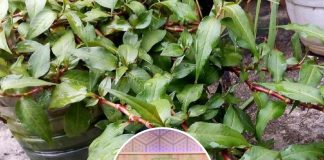 Ini Tip Tanam Pokok Kesum Bagi Hidup, Boleh Tinggal Balik Kampung Sebab Airnya Cuma Tengok Sebulan Sekali