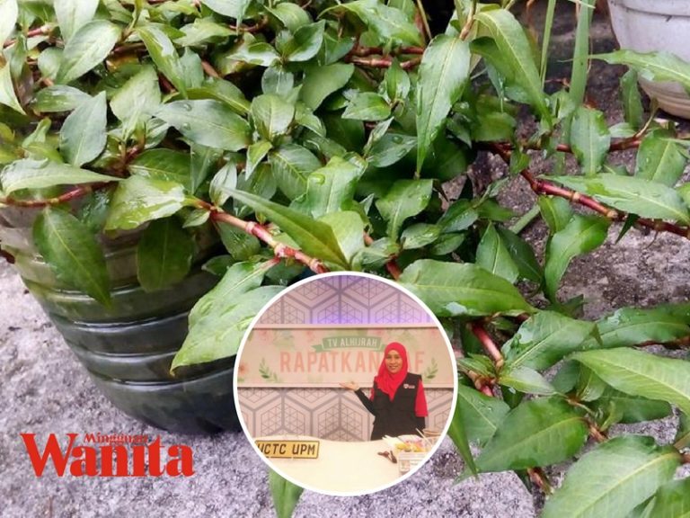 Ini Tip Tanam Pokok Kesum Bagi Hidup, Boleh Tinggal Balik Kampung Sebab Airnya Cuma Tengok Sebulan Sekali