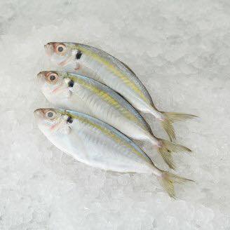 Ikan1 - Mingguan Wanita