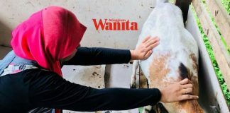 'Kecoh Bila Bayi Kambing Terlekat Di Perut Ibunya’ Wanita Ini Kongsi Detik Cemas Bidankan Kambing Beranak