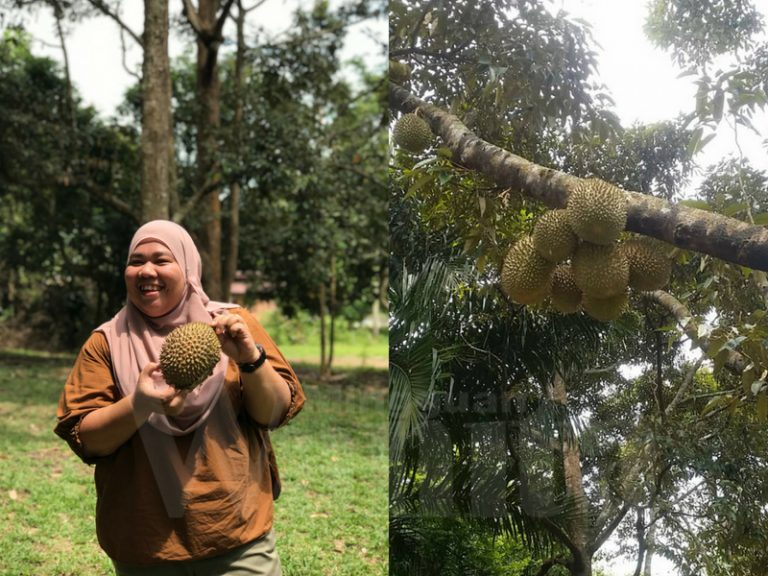 Untunglah Penggemar Durian, Raja Buah Ni Rupa-rupanya Dapat Tenangkan Fikiran Dan Atasi Insomnia