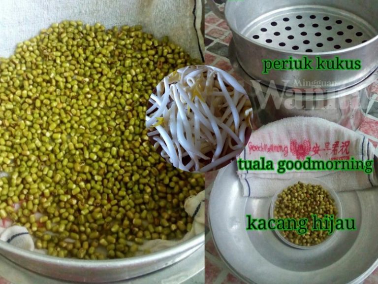Guna Periuk Pengukus Tanam Taugeh Sendiri, Syaratnya Siram 4 Kali Sehari & Simpan Tempat Gelap!