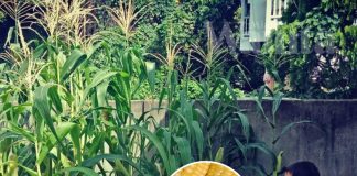 Cara Tanam Jagung Manis Tepi Rumah, Rasa Macam Dari ‘Cameron' Walhal Benih Kedai Eco