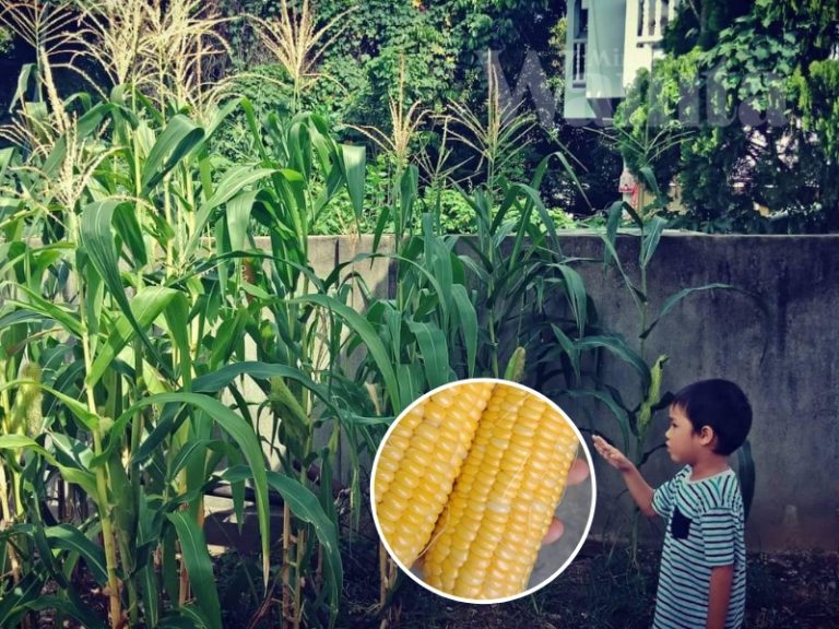 Cara Tanam Jagung Manis Tepi Rumah, Rasa Macam Dari ‘Cameron' Walhal Benih Kedai Eco