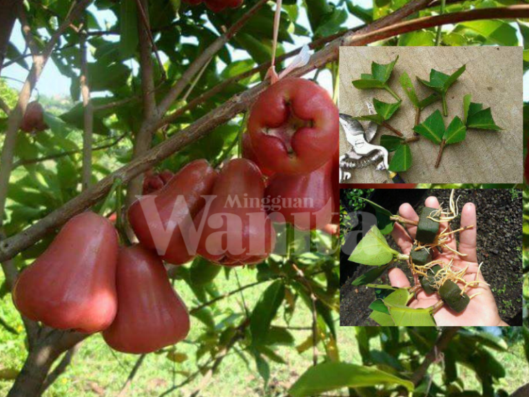 semai pokok