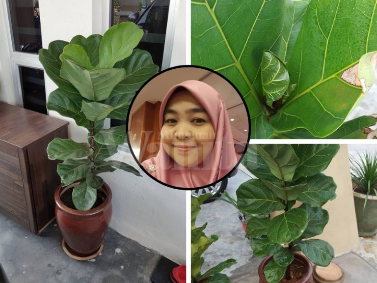 pokok fiddle fig leaves