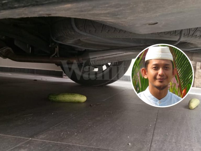 halau kucing