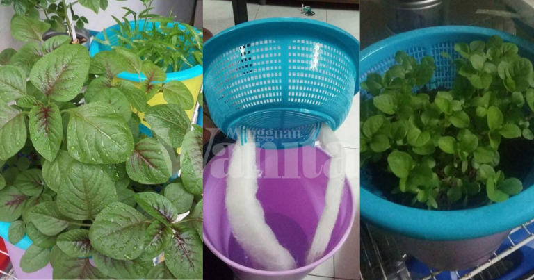 Teknik Mudah Mak-Mak Boleh Tanam Bayam Sendiri Dalam Penapis