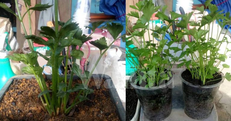Banyak Kali Tanam Selalu Mati, Ini Kaedah BETUL Semai Daun Sup!