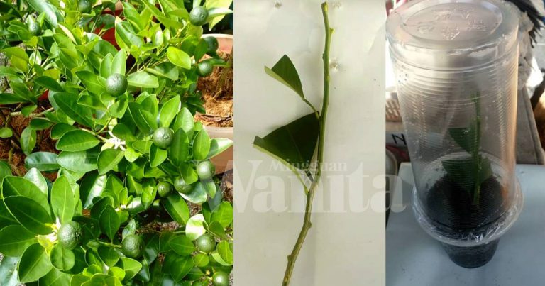 Rupanya Pokok Limau Kasturi Boleh Semai Guna Teknik Keratan Batang!