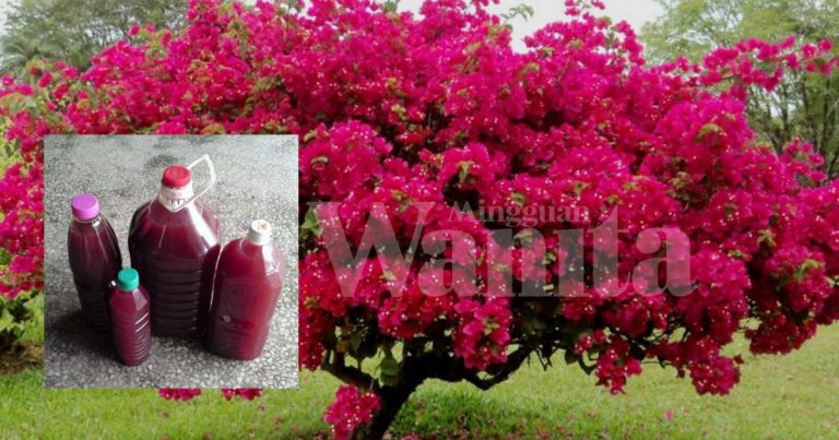 Cara Buat Bakteria Fotosintetik (PSB) Sendiri Untuk Suburkan Tanah & Pokok!