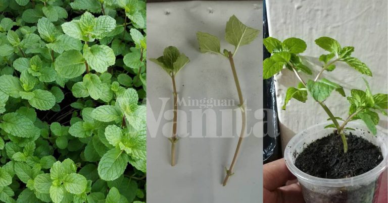 Semai Pokok Pudina Guna Keratan Batang, Sisakan Pucuk Potong Daun Separuh!
