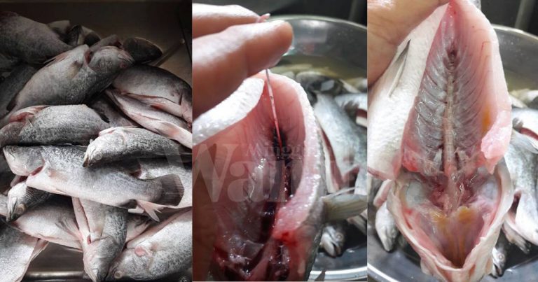 PENTING Bersihkan Darah Beku, Buang Urat Atas Tulang Perut Ikan Siakap!