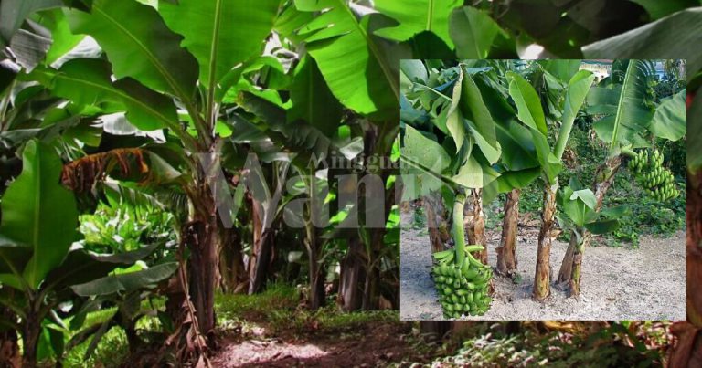 Tanam Pokok Pisang Ada Caranya, Pengurus Ladang Kongsi Tip LENGKAP!