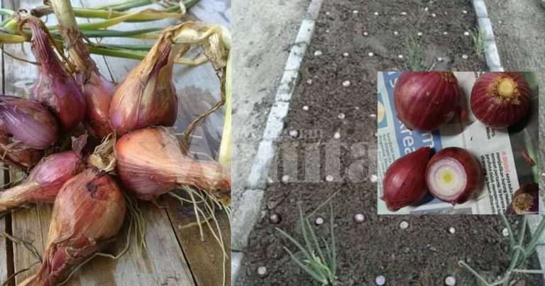 Cara BETUL Tanam Sendiri Bawang Merah, 2 Bulan Dah Boleh Tuai!