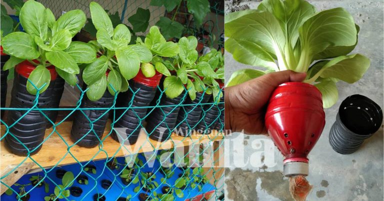 Tanam Sayur Kaedah Hidroponik, Mudahnya Guna Botol Air Mineral Je!