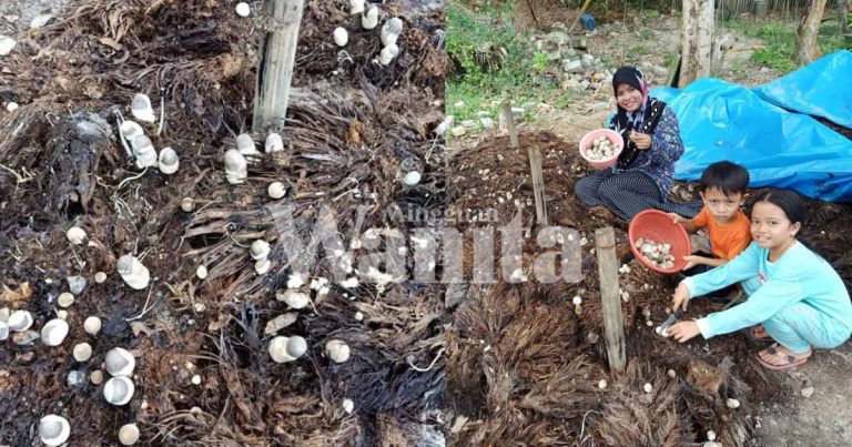 Tanam Cendawan Volvariella Guna Tandan Sawit,Selepas 9 Hari Dah Boleh Tuai