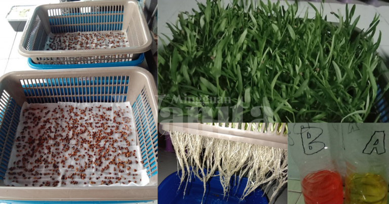 Tanam Kangkung ‘Menjadi’ Guna 4 Bahan, Keluar Akar Siram Baja A+B