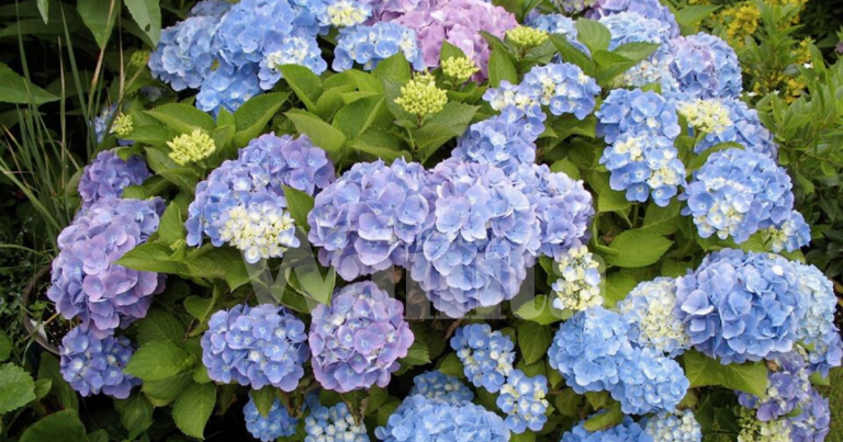 Bunga Hydrangea Tumbuhan Beracun, BAHAYA Jika Terkena Getahnya!