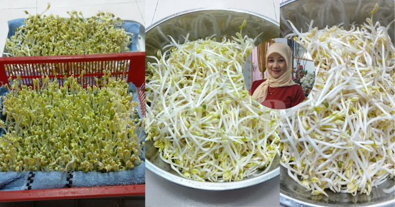 Cara Mudah Tanam Taugeh Sendiri, Hari Ke-3 Dah Boleh Tuai Hasil