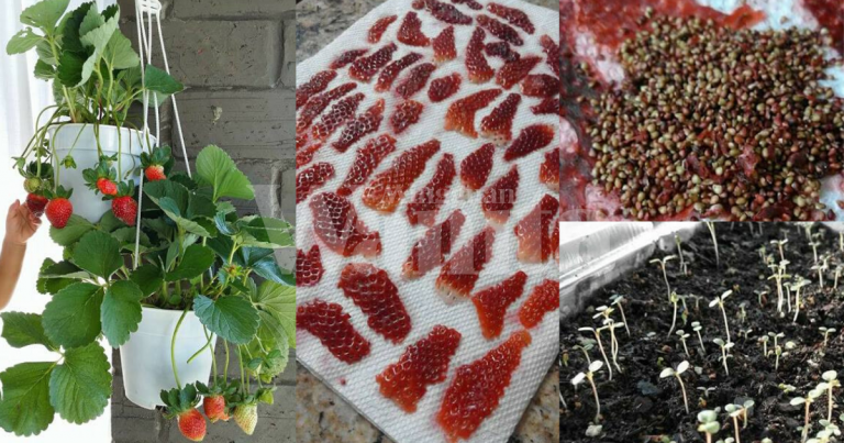 Tanam Pokok Strawberi Di Rumah, Guna Benih ‘Local’ Supaya Senang Tumbuh!
