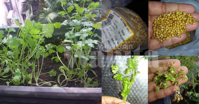 Pertama Kali SEMAI Biji KETUMBAR Beli Timbang Kilo, Merimbun POKOK Sepasu