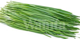 Rendah Kalori, Tinggi Zat, Pilihlah Daun Kucai Jadi Menu Harian!