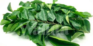 Jumpa Daun Kari Dalam Makanan, Jangan Pula Dibuang, Nanti Terlepas Khasiatnya!