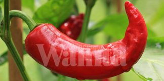 Pedasnya Menyengat Namun Khasiatnya Lebih Hebat. Itulah Cili Merah!