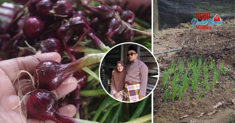 Tanam Bawang Merah Rose, Campuran Pasir Kena Ada Elak Benih Membusuk