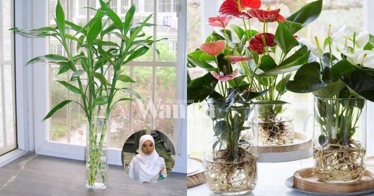 Rendam Pokok Kecil Dalam Air, Tak Perlu Siram. Cantik Buat Hiasan Rumah