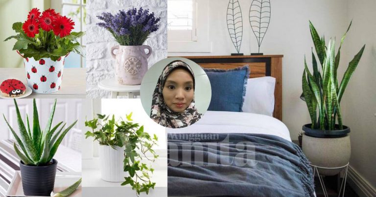 Udara Bersih & Tidur Lebih Lena,Bila Letak Pokok-Pokok Ini Dalam Bilik