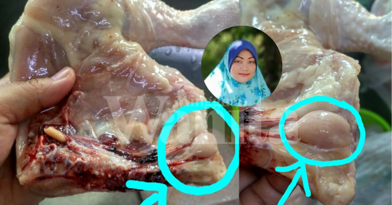 Bersihkan Ayam Kena BUANG Kantung Bulat Ni Barulah Tak Berbau Hanyir!