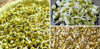 Sumber Serat Berzat Tinggi, Patutlah Ramai Buat Sendiri Tauge Kacang Hijau!