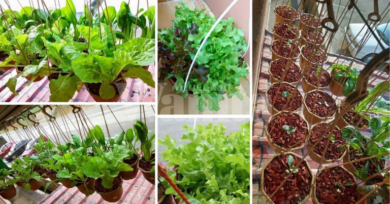 Duduk Rumah Flat Tiada Laman, Masih Boleh BERKEBUN Secara Self-Watering, Gantung