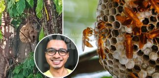 Cara Elak Anak Diserang Tebuan, 1-2 Sengatan Sebabkan Sesak Nafas