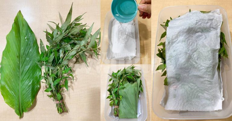 Daun Kunyit & Kesum Kekal SEGAR, Lapik Dengan Kitchen Towel Lembap!