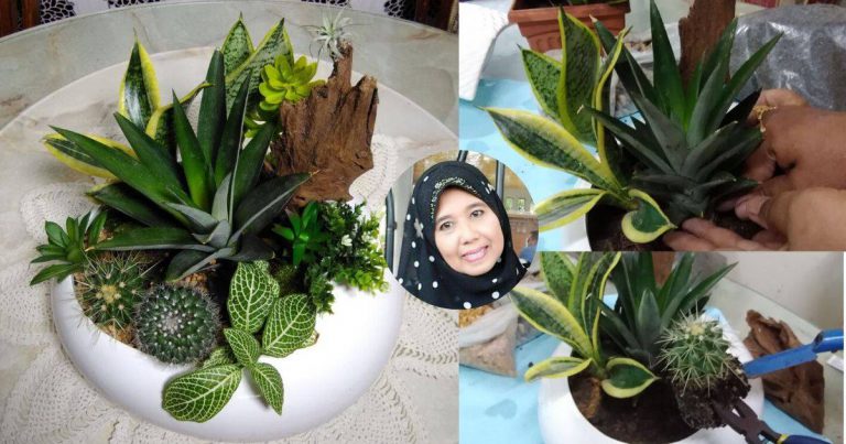 DIY “Terarrium” Kaktus, Guna Pokok Hidup & Tiruan, Jimat Kos Sebab TIDAK Membesar
