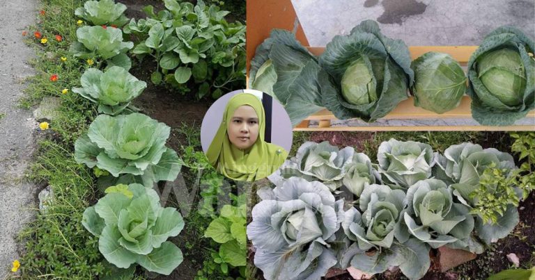CARA SEMAI Benih Kobis Tak Perlu Kawasan Tanah Tinggi, 3 Bulan Dah Dapat Hasil!