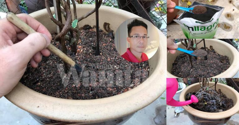 Tip Untuk Beginner, Panduan LENGKAP Membaja Pokok Dalam Pasu Atau Bekas