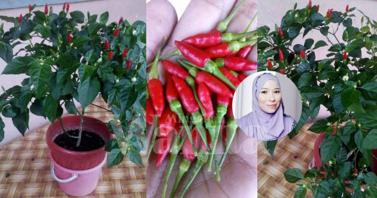Guna Kaedah CUBIT-CUBIT Buang Pucuk, Bertambah Tunas Baru Merimbun POKOK CILI!