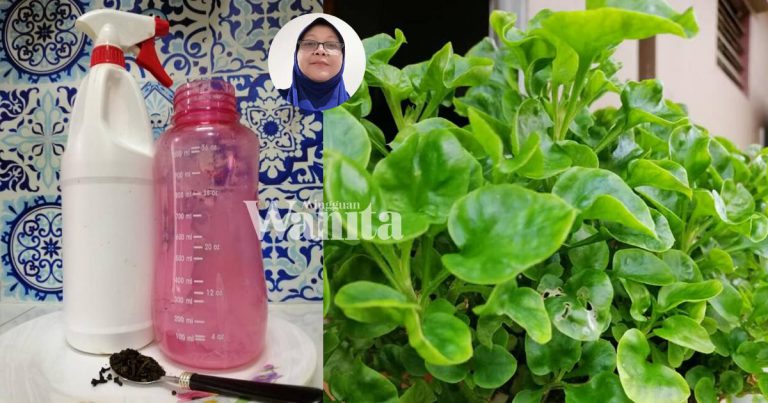 Petua Campuran Air Bunga Cengkih ATASI ‘Serangan’ Ulat Pada Bayam Brazil