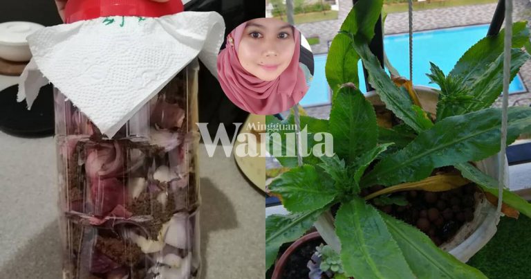 RAHSIA Buat BAJA Semulajadi Guna BAWANG. Bebas Bahan Kimia, Tanaman Pun Subur