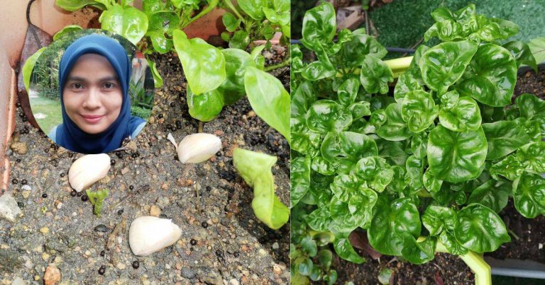 Elak Bayam Brazil Dimakan Ulat, Tanam Bawang Putih Sekali, Siput Pun Lari